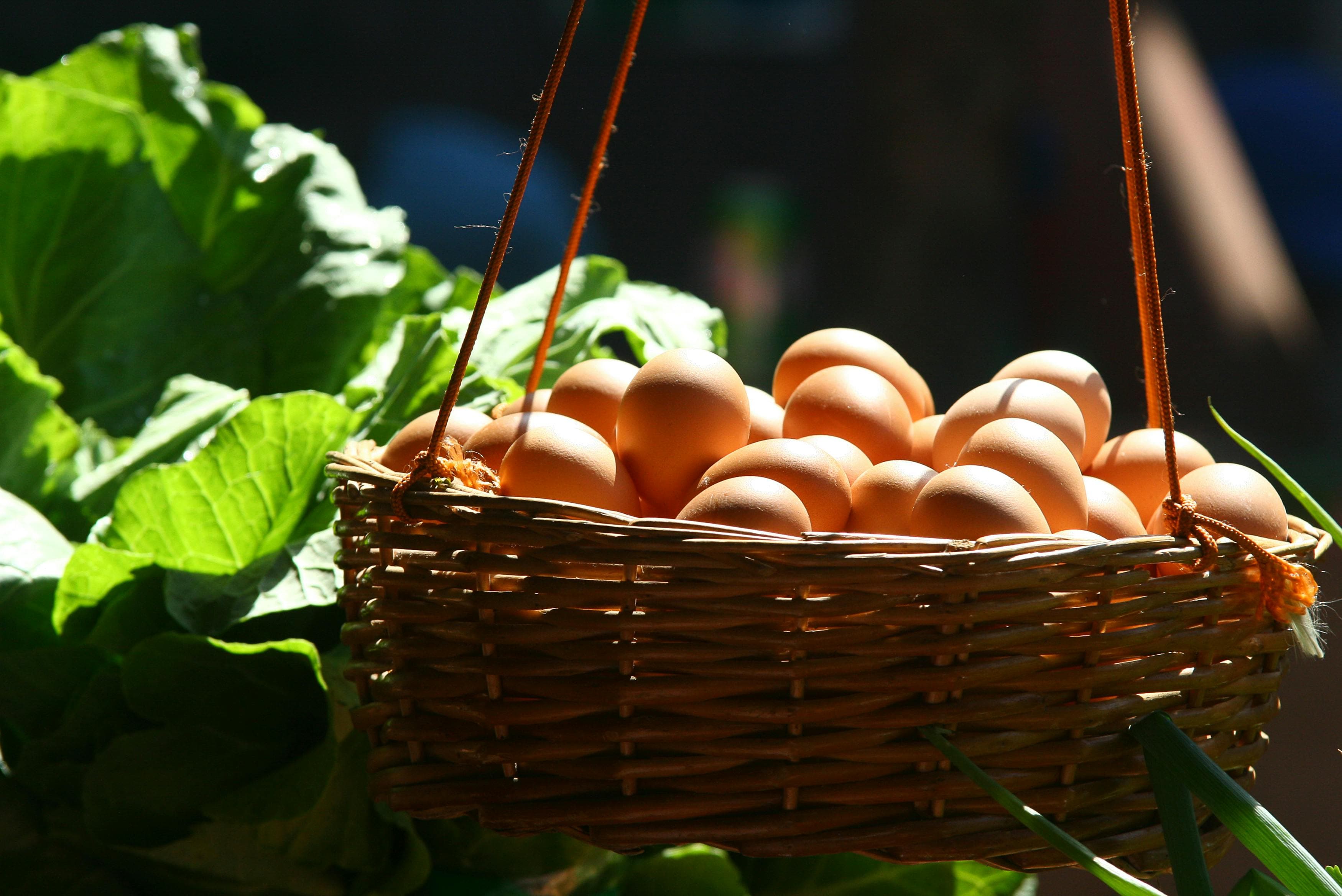 A fresh basket of eggs in warm morning light